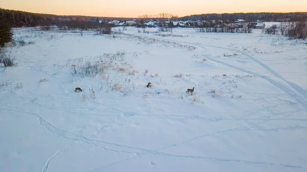 Ciervos salvajes pastan en el lago. Cerca del pueblo. Hora del atardecer Tiempo claro de invierno, Desde Drone —  Fotos de Stock
