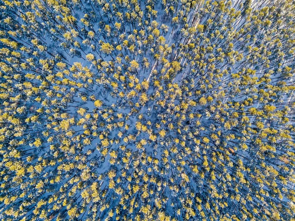 Nadelwald im Winter. Kiefern. Bild senkrecht nach unten. Sonne — Stockfoto