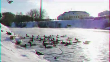 Aksaklık etkisi. Ördekler ekmek le beslenir. Kış. Video. Ultrahd (4k))