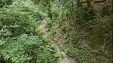 Aksaklık etkisi. Tissot-box Grove'daki ağaçlar. Soçi, Rusya. Video. Ultrahd (4k))