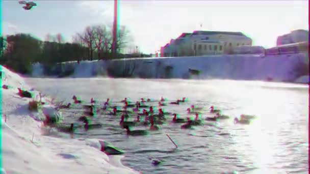 Aksaklık Etkisi Ördekler Ekmek Beslenir Kış Video Ultrahd — Stok video