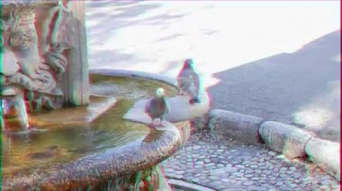 Aksaklık etkisi. Villa Borghese, Roma, İtalya'da çeşme içmek. Video. Ultrahd (4k))