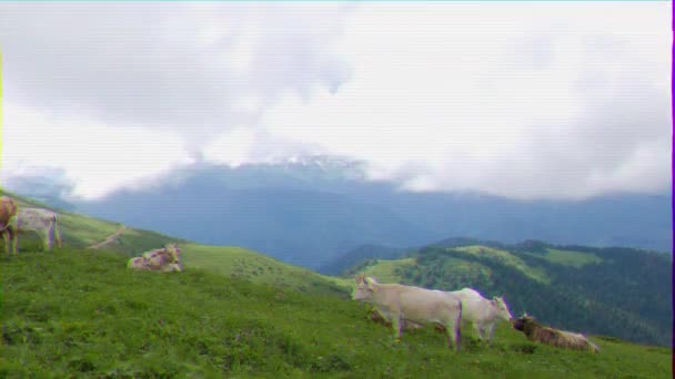 Efecto Fallo Técnico Las Vacas Pastan Las Montañas Ridge Aibga — Vídeo de stock