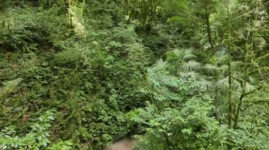 Aksaklık etkisi. Yew-tree korusundaki ağaçlar. Soçi, Rusya. Video. Ultrahd (4k))