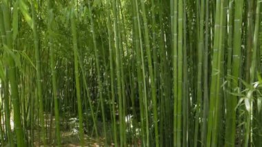 Aksaklık etkisi. Bambu sandıkları. Arboretum Sochi, Rusya. Video. Ultrahd (4k))