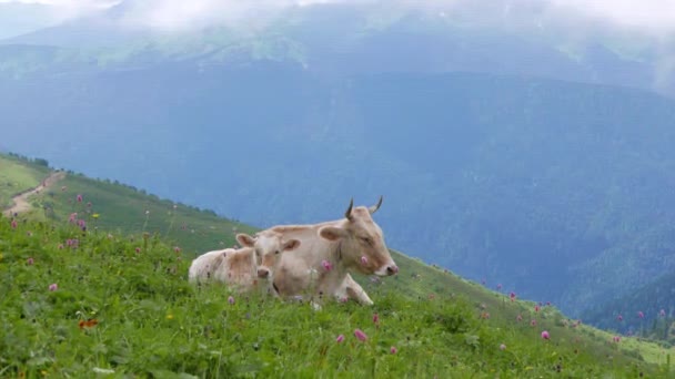 Efecto Fallo Técnico Vaca Ternera Ridge Aibga Sochi Rusia Vídeo — Vídeo de stock