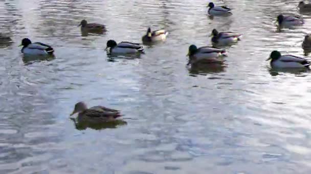 Glitch Effect Ducks Water Winter Video Ultrahd — Stock Video