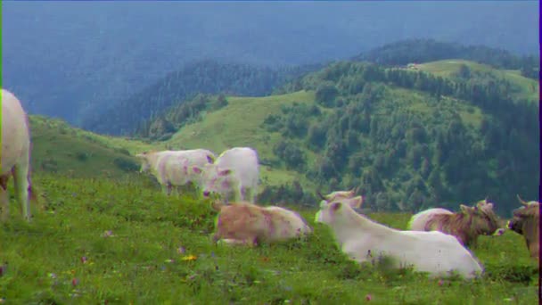 Glitch Effect Herd Cows Mountains Ridge Aibga Sochi Russia Video — Stock Video