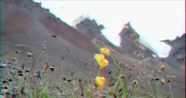Aksaklık etkisi. Karla kaplı dağların arka planındaki çiçekler. Barskoon Geçidi. Issyk Kul bölgesi, Kırgızistan. Video. Ultrahd (4k))
