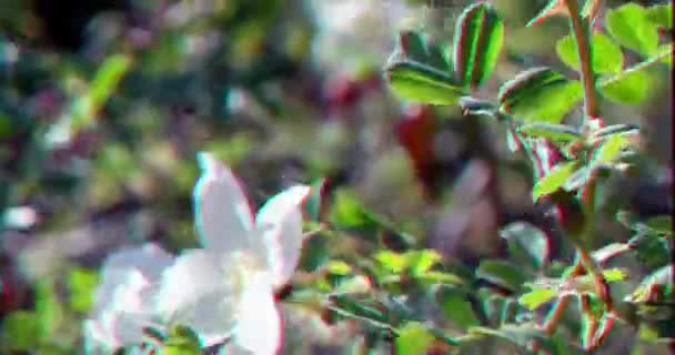 Glitch Effekt Weiße Wilde Blume Wilde Rose Schwankt Stark Wind — Stockvideo