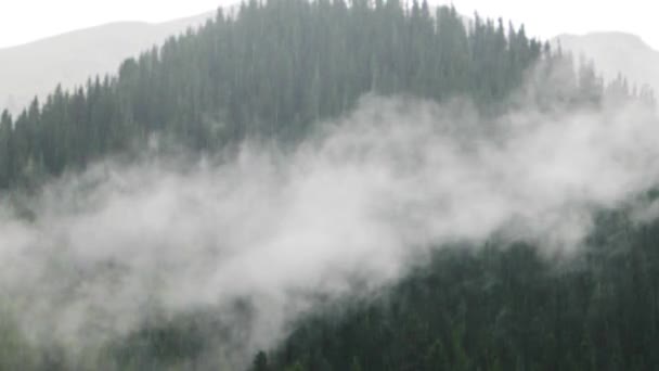 グリッチ効果 ティエン シャン スプルースを背景に雨と雲 イシク キルギスビデオ — ストック動画