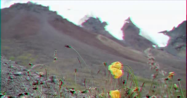 Aksaklık Etkisi Karla Kaplı Dağların Arka Planındaki Çiçekler Barskoon Geçidi — Stok video