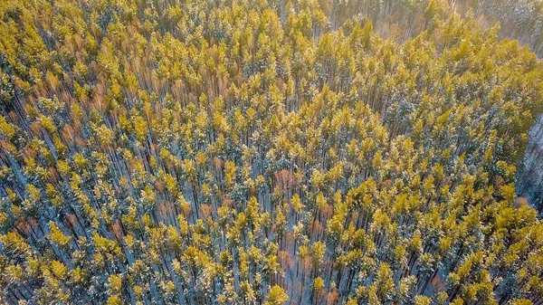 Voando acima principalmente floresta de pinheiros. Hora da noite. Inverno tempo claro, a partir de Drone — Fotografia de Stock