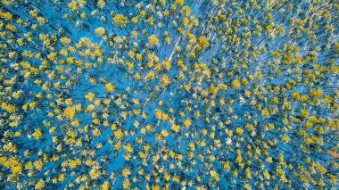 Çam ormanından çıkar. Akşam zamanı. Kış açık hava, drone gelen, head over shot 