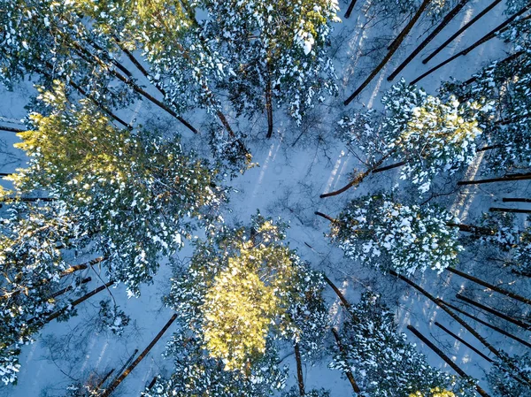 Coniferous forest in winter. Pines. Picture vertically down. Sun — Stock Photo, Image