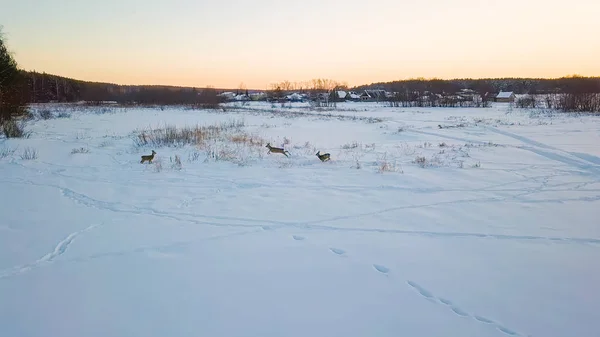 Los corzos salvajes pastan en el lago y luego huyen hacia el bosque. Cerca del pueblo. Hora del atardecer Tiempo claro de invierno, Desde Drone —  Fotos de Stock