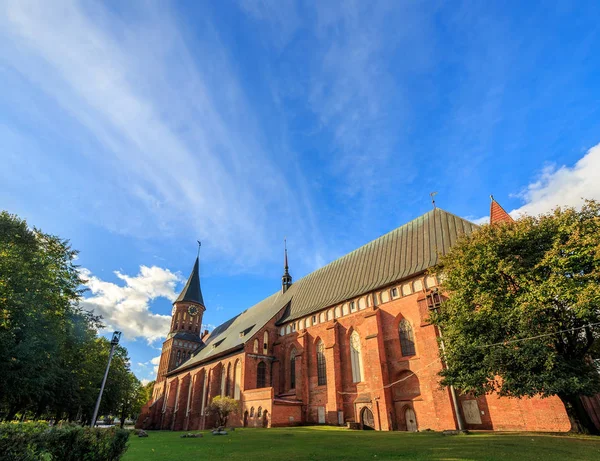 Centralna część miasta Kaliningrad, Kaliningrad Cat — Zdjęcie stockowe