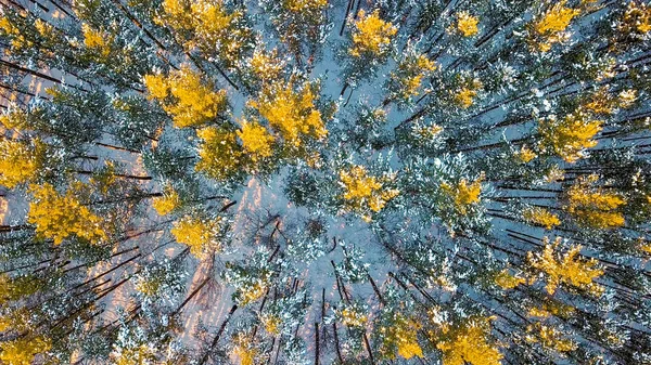 Vliegen boven meestal dennenbossen. Avond tijd. Winter helder weer, van Drone, hoofd over shot — Stockfoto