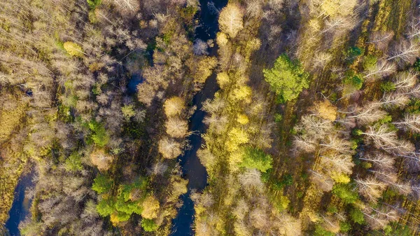 俄罗斯乌拉尔人埃卡特林堡黑暗的河流背景是秋天的湿地森林 夕阳西下 迎面而来 — 图库照片