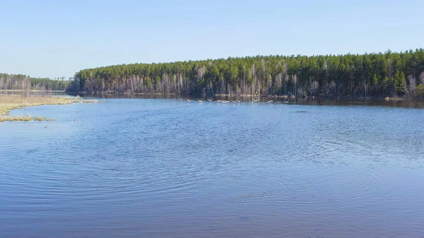 Россия Урал Птицы Взлетают Лебедь Пердун Открытой Воде Пруда Латинское — стоковое фото