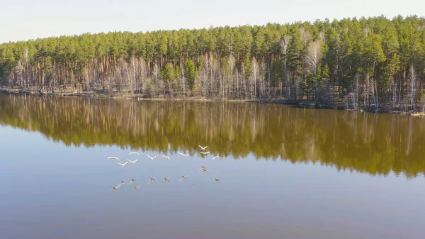 Russia Urals Span Birds Low Water Whooper Swan Open Water — Stock Photo, Image