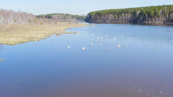 Russland Der Ural Singschwäne Auf Dem Offenen Wasser Des Teiches — Stockfoto