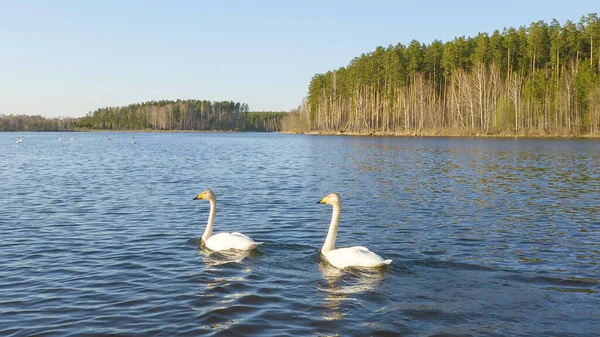 Rússia Urais Cisne Quem Quer Que Seja Água Aberta Lago — Fotografia de Stock