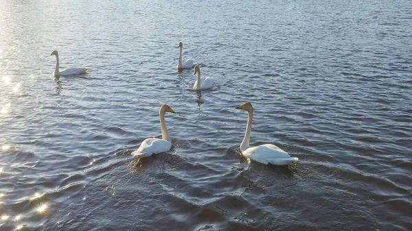 Rusko Uraly Whooper Labuť Otevřené Vodě Rybníka Latinské Jméno Cygnus — Stock fotografie