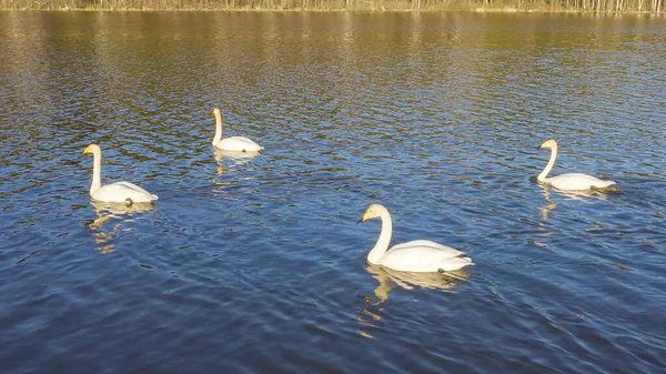 Rusia Los Urales Cisne Whooper Agua Abierta Del Estanque Nombre — Foto de Stock