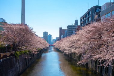 Kiraz çiçeği sezon Meguro River, Japonya Tokyo