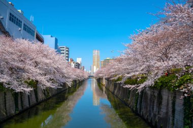 Kiraz çiçeği sezon Meguro River, Japonya Tokyo