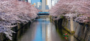 Kiraz çiçeği sezon Meguro River, Japonya Tokyo