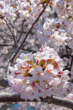 Kiraz çiçeği sezon Meguro River, Japonya Tokyo