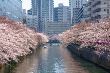 Kiraz çiçeği sezon Meguro River, Japonya Tokyo