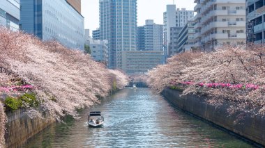 Kiraz çiçeği sezon Meguro River, Japonya Tokyo