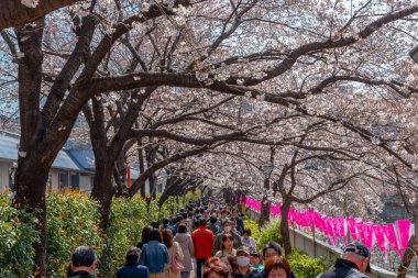 Kiraz çiçeği sezon Meguro River, Japonya Tokyo