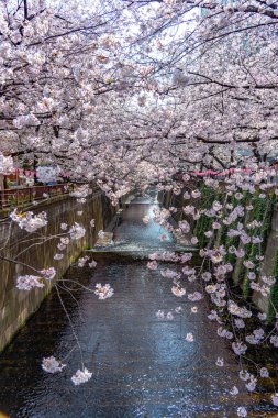 Kiraz çiçeği sezon Meguro River, Japonya Tokyo