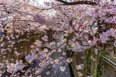 Kiraz çiçeği sezon Meguro River, Japonya Tokyo