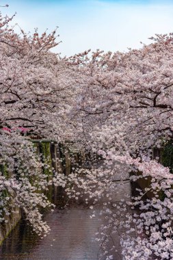 Kiraz çiçeği sezon Meguro River, Japonya Tokyo