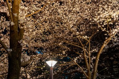 Kiraz çiçeği sezon Meguro River, Japonya Tokyo