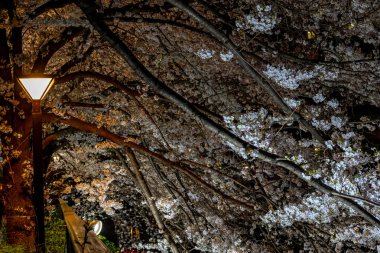 Kiraz çiçeği sezon Meguro River, Japonya Tokyo