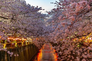 Kiraz çiçeği sezon Meguro River, Japonya Tokyo