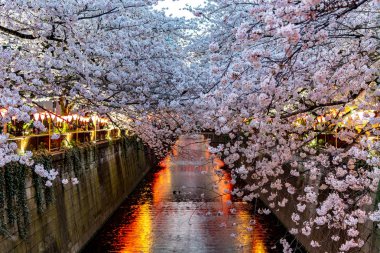 Kiraz çiçeği sezon Meguro River, Japonya Tokyo