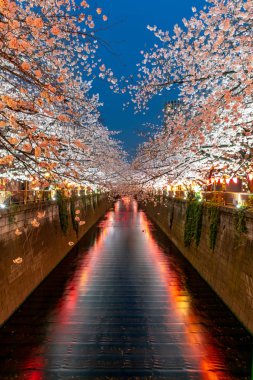 Kalp sembol Meguro nehir, Japonya, Tokyo'da kiraz çiçeği