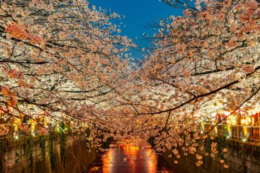 Kiraz çiçeği sezon Meguro River, Japonya Tokyo