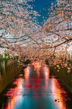 Kiraz çiçeği sezon Meguro River, Japonya Tokyo