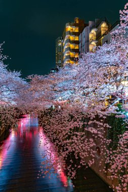 Kiraz çiçeği sezon Meguro River, Japonya Tokyo