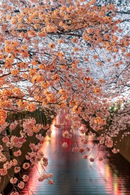 Kiraz çiçeği sezon Meguro River, Japonya Tokyo