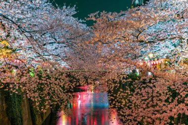 Kiraz çiçeği sezon Meguro River, Japonya Tokyo