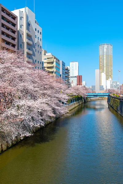 Cherry Blossom Season Tokyo Meguro River Japan — Stock Photo, Image